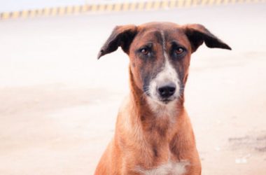 Madhya Pradesh: Pet dog mauls 4-year-old to death in Gwalior
