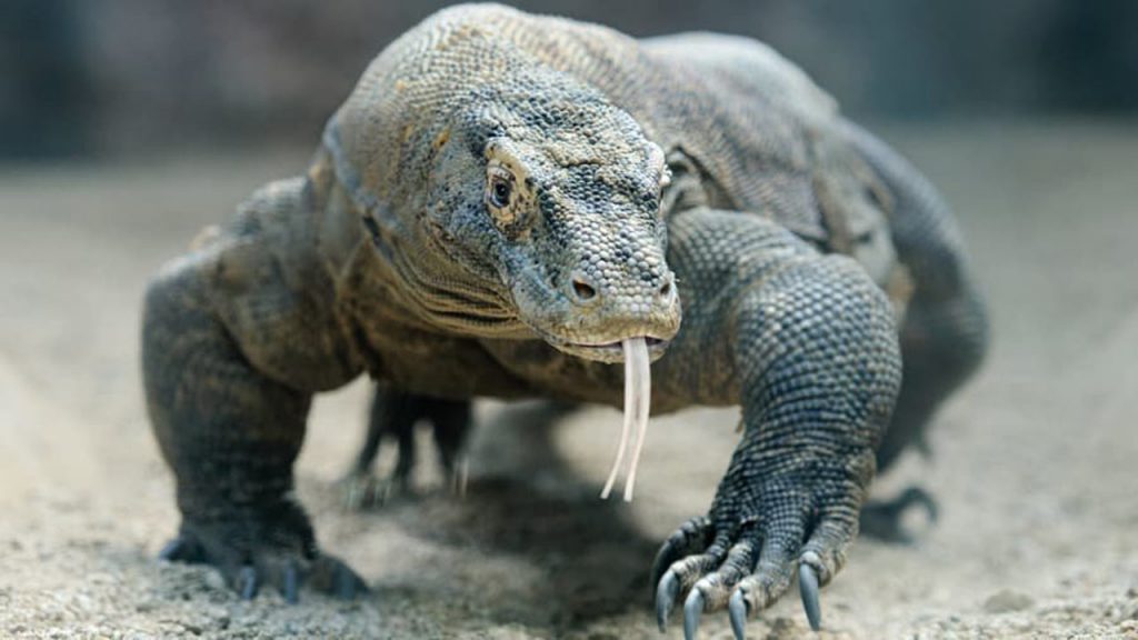 Indonesia's Komodo Island to ban tourists for conservation efforts