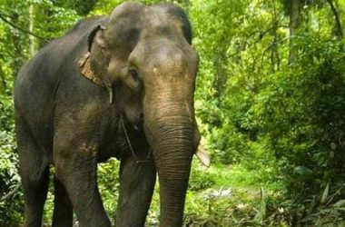 Bengaluru: Inspired by films, drunk youth who tried to kiss elephant lands in hospital