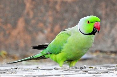 Brazil: Parrot arrested for alerting drug dealing owners by yelling "Mama police"