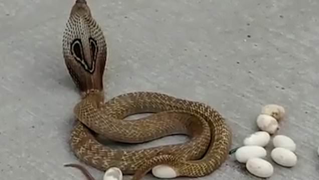 Watch: Cobra laying eggs in the middle of the street in Karnataka