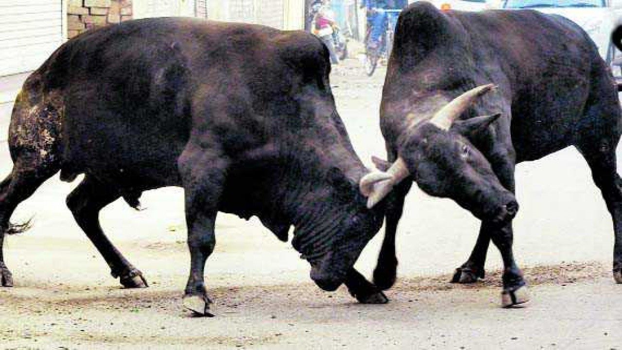 UP: Stray bull gores man to death in Kheri, third in a month