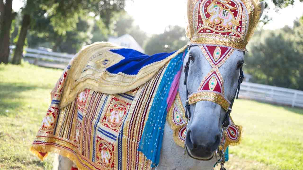 Drama of "Horse's Pride" at Dalit wedding leaves innocent animal succumb to stone-pelting injuries