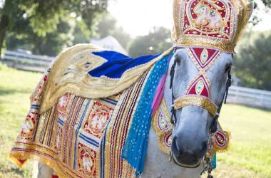 Drama of "Horse's Pride" at Dalit wedding leaves innocent animal succumb to stone-pelting injuries