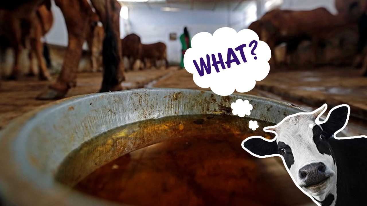 Lucknow: Municipal Corporation to manufacture phenol using cow urine, to be sold as 'Gonyle'