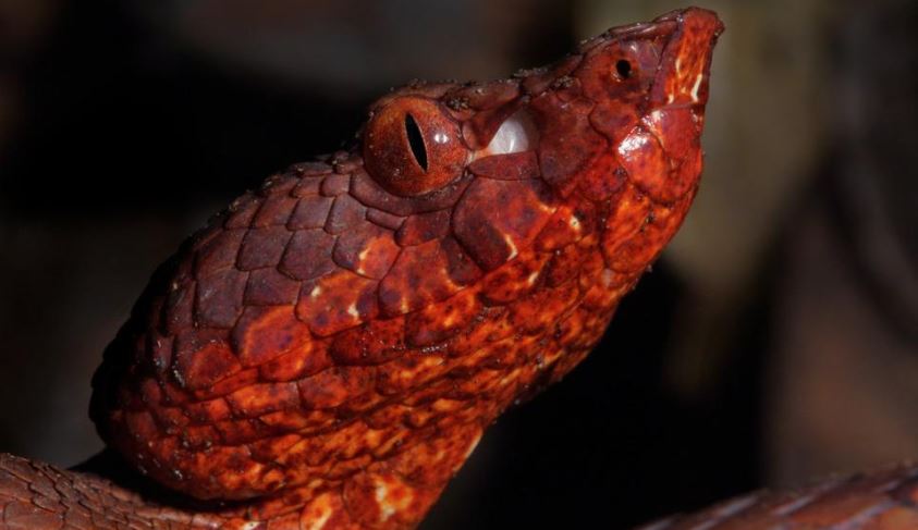New species of pit viper with heat sensing ability found in Arunachal Pradesh
