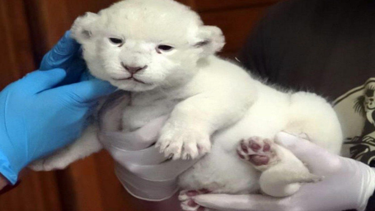 Rare white lion makes its first public appearance, pics go viral!