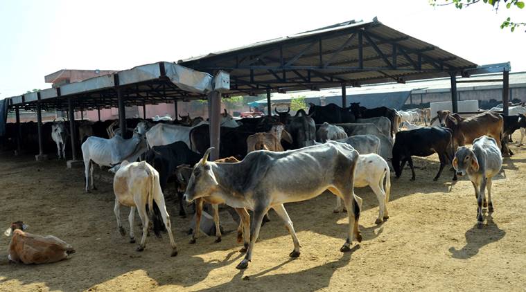 Madhya Pradesh: Kamal Nath govt plants to impose 'cow tax' to fund 'Gaushalas'