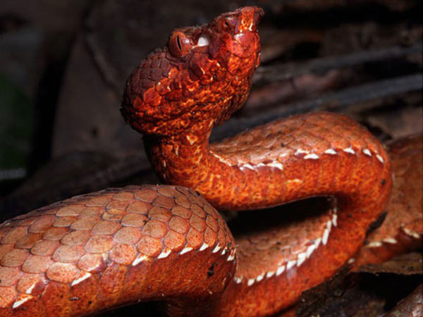 New species of pit viper with heat sensing ability found in Arunachal Pradesh