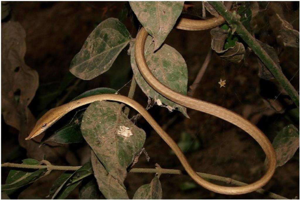 Odisha: New vine snake species found after a gap of over 100 years