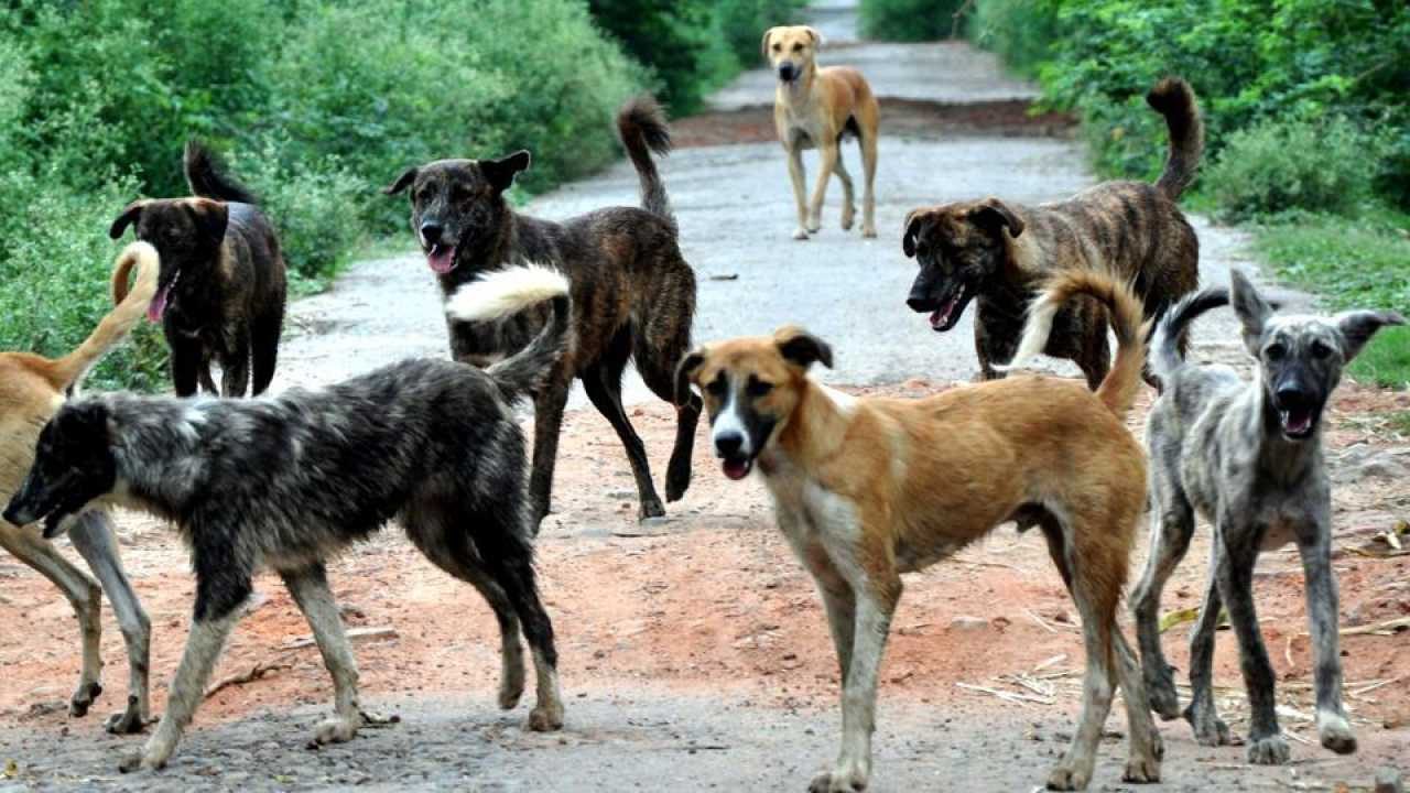 Kerala govt initiates steps to identify stray dog hotspots, vaccination  drive to begin soon