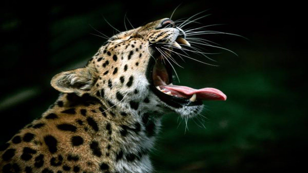 Thane: Courageous teenager fights off leopard, saves 7 year old cousin