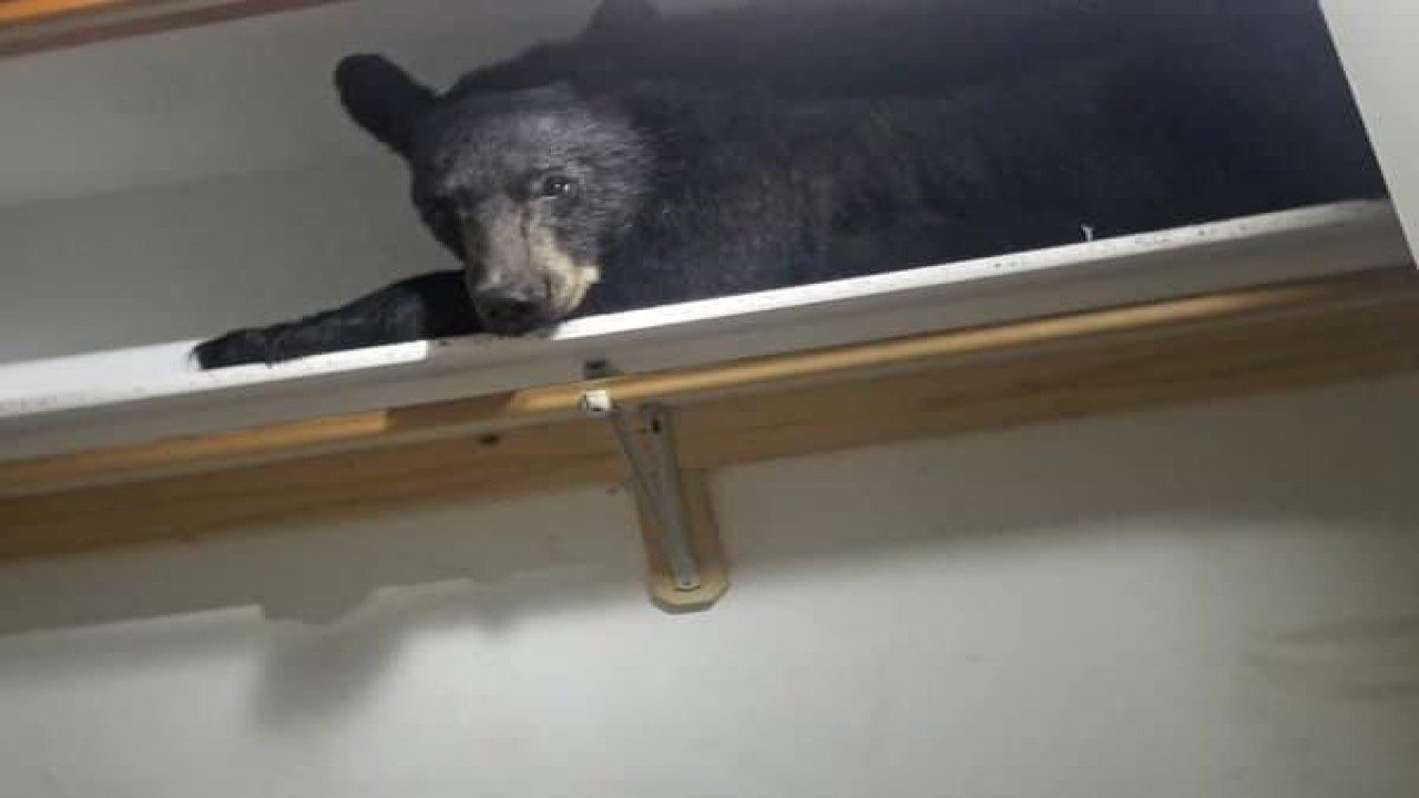 Bear falls asleep in wardrobe after locking itself in laundry room