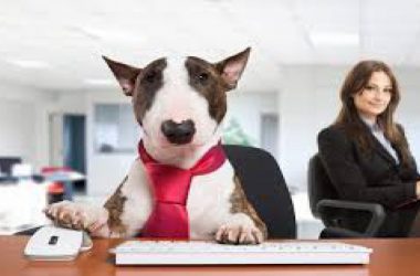 National Take Your Dog to Work Day 2019: Date, significance and history of the day
