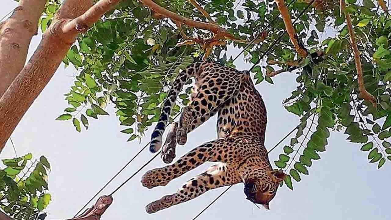 Gurugram: 2-year-old leopard ensnares in high-voltage cable; electrocuted to death