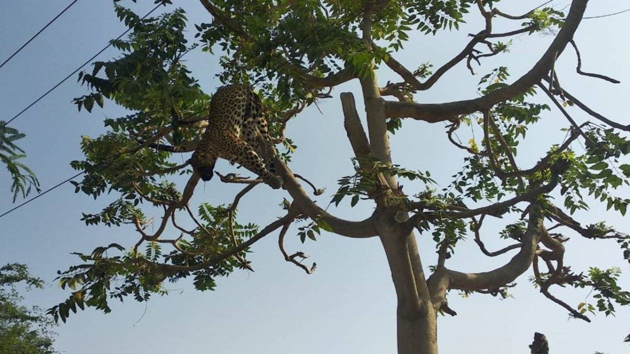 Gurugram: Leopard electrocuted to death in Haryana village