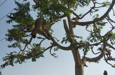 Gurugram: Leopard electrocuted to death in Haryana village