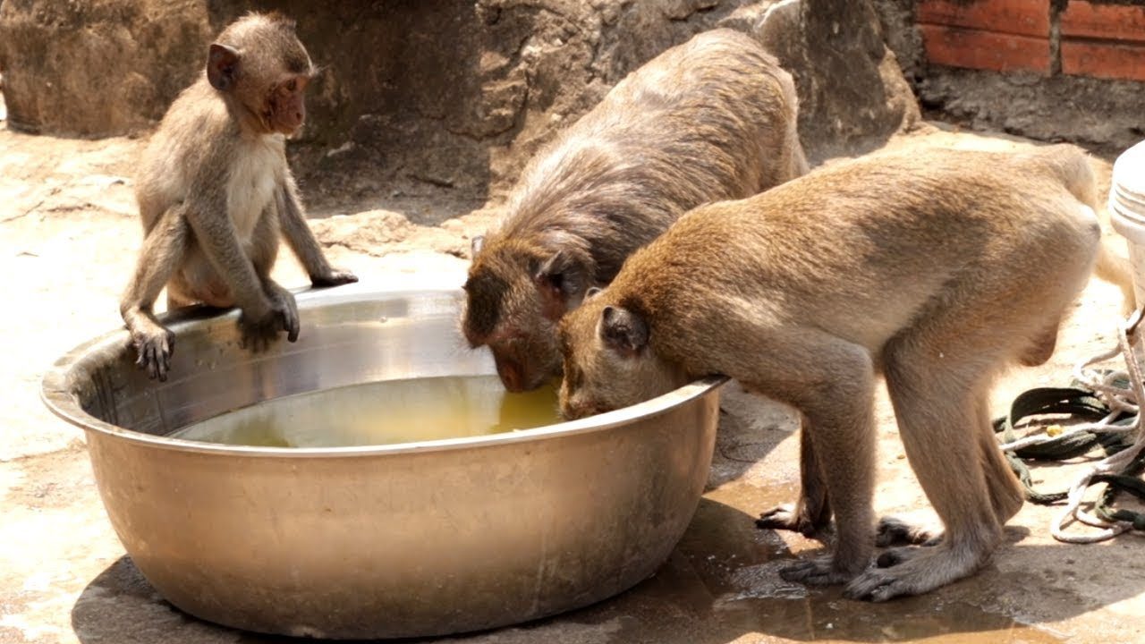 Madhya Pradesh: 15 monkeys found dead, forest officials suspect clash over water scarcity