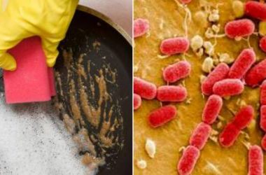 Viruses found in kitchen sponges may eat bacteria: Study