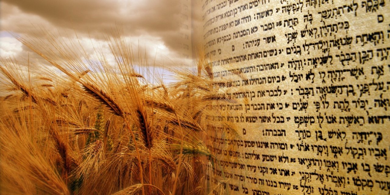 Shavuot 2019: Know about the Jewish Festival; Significance, Traditions, The Feast of Weeks