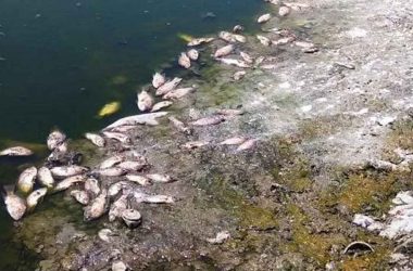 Tamil Nadu: Several fishes found dead in Coimbatore's Selva Chinthamani Lake due to heat wave