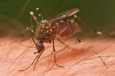 Dengue Fever: Symptoms, warning signs of the vector-borne disease