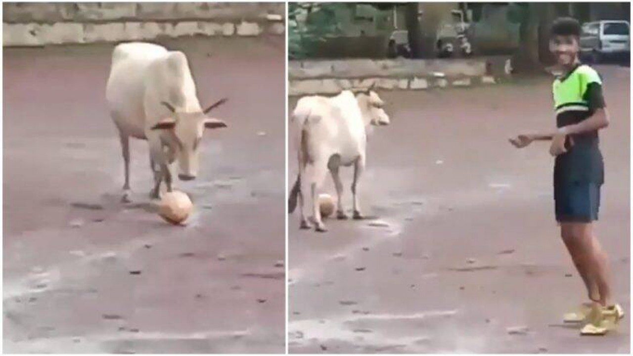 Watch: Video of cow playing football with a group of boys goes viral!
