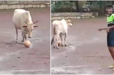 Watch: Video of cow playing football with a group of boys goes viral!