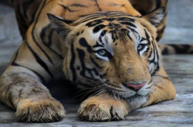 MP tops tiger population table, growth in Uttarakhand terrific