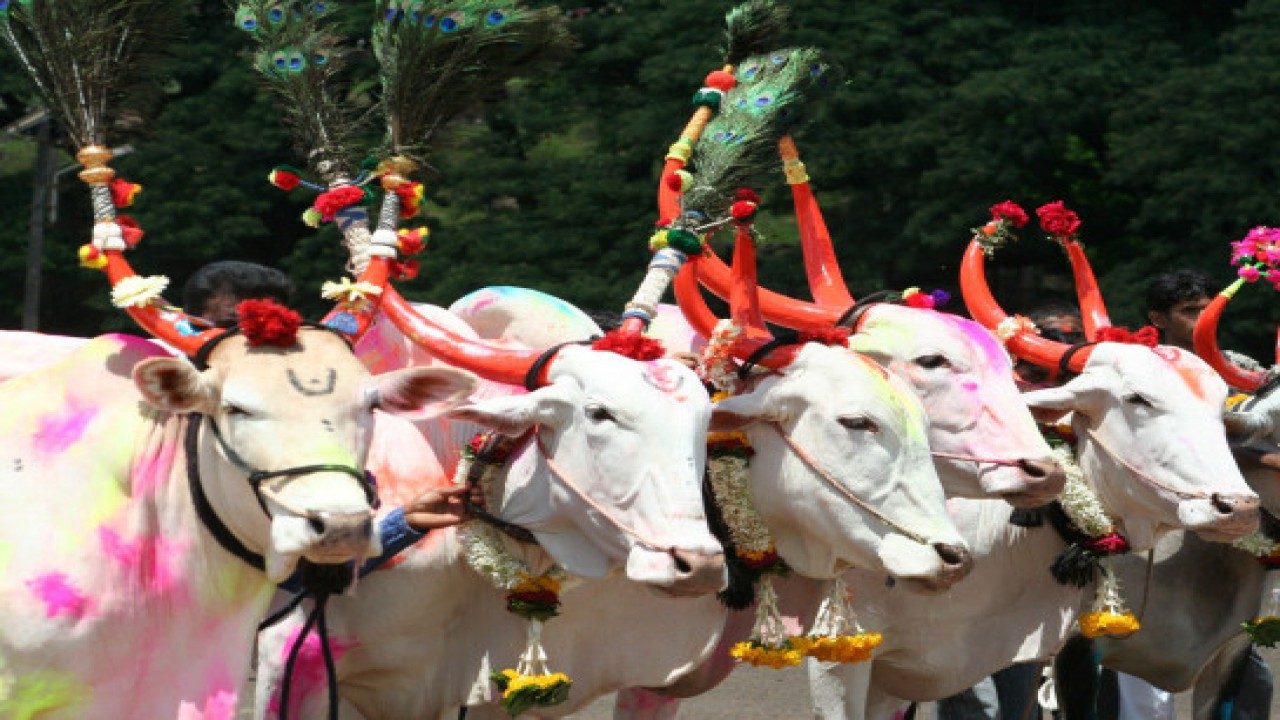 Maharashtra Bendur 2019: Date, significance of festival to honor farm animals