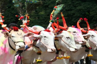 Maharashtra Bendur 2019: Date, significance of festival to honor farm animals
