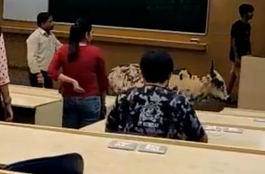 Watch: Stray cows walk in IIT Mumbai classroom; gaushala needed on campus?
