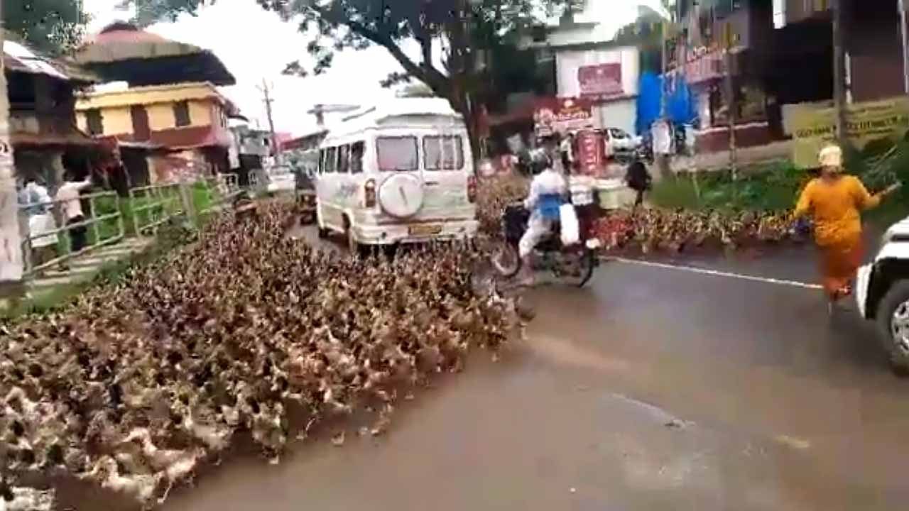 Kerala: Flock of ducks crossing road bring traffic to a standstill