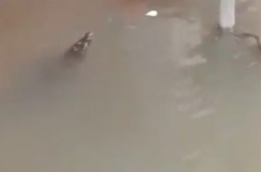 Watch: Crocodiles spotted floating in water-logged Vadodara streets after rains lash city