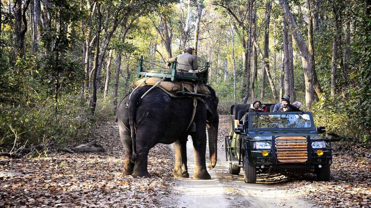 Here’s the list of national parks and wildlife sanctuaries in Madhya Pradesh