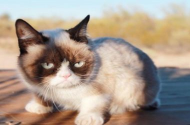 World Cat Day 2019: 5 Internet’s most famous cats of all time