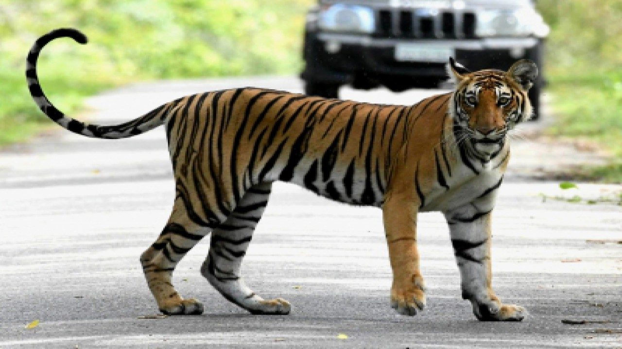Aromatic plants in UP tiger reserve to check man-animal conflict