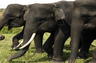 World Elephant Day 2019: Theme, significance and history of the day