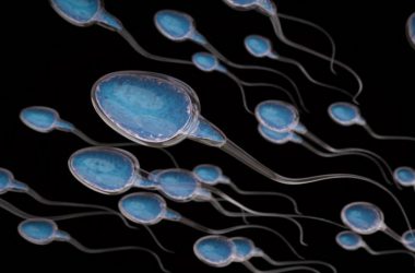 Sperm production may be possible in transgenders: Study