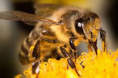 National Honey Bee Day 2019: 5 things you probably didn’t know about honey bees