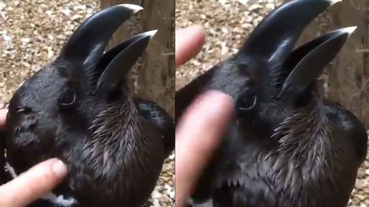 Rabbit ears or Raven's beak? Viral video has left netizens baffled