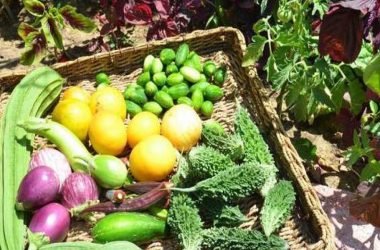 UP: Kids to grow vegetables, fruits for midday meal scheme
