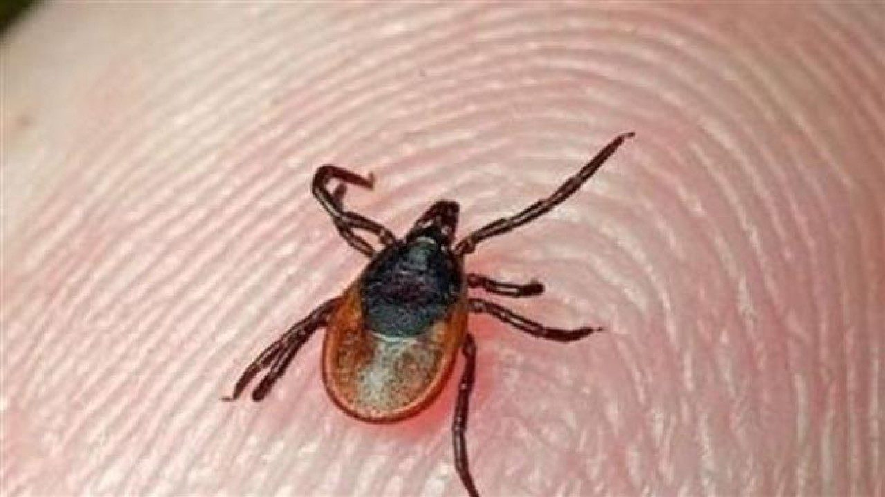Congo Fever: Causes, symptoms, treatment and everything about the Crimean-Congo Haemorrhagic Fever