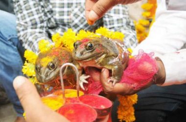 MP: Frogs married to please rain god during drought, now divorced to stop heavy showers