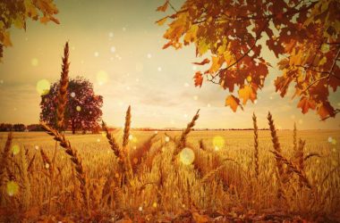 Mabon 2019, September Equinox: Date, significance and celebration of pagan harvest festival