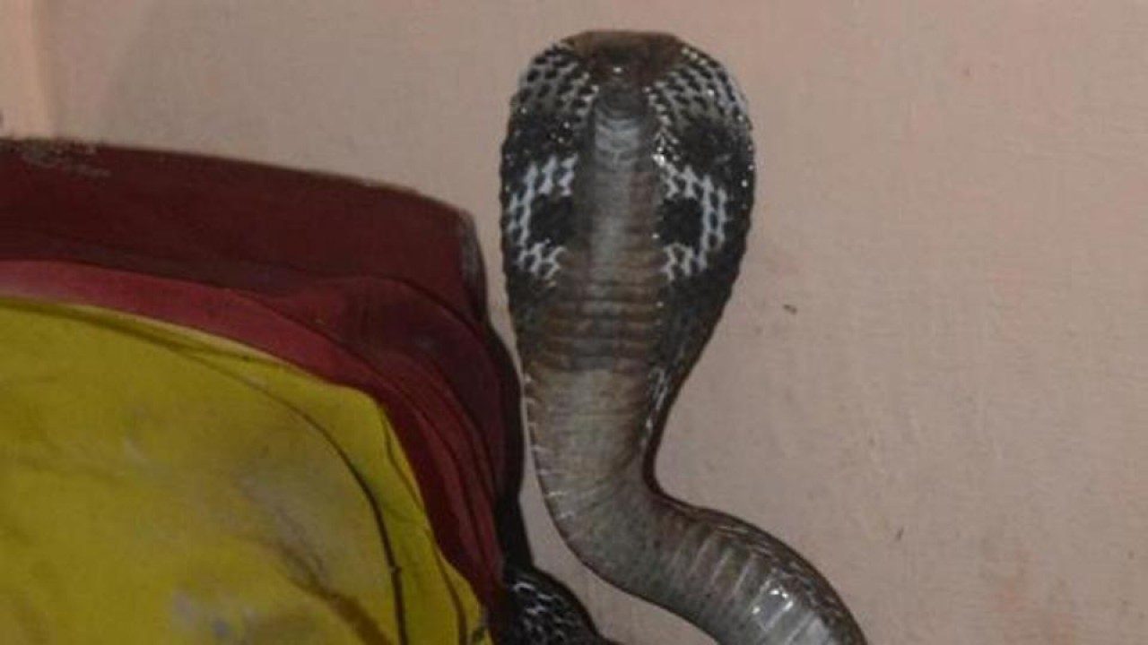 Uttar Pradesh: Woman sits on snakes, gets bitten and dies