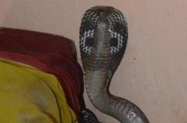 Uttar Pradesh: Woman sits on snakes, gets bitten and dies