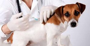 World Rabies Day 2019: Date, theme and significance of the day dedicated to zoonotic disease