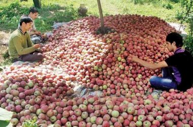 'Azadi', 'Burhan Wani' written on Kashmiri apples shock customers, sellers cry foul