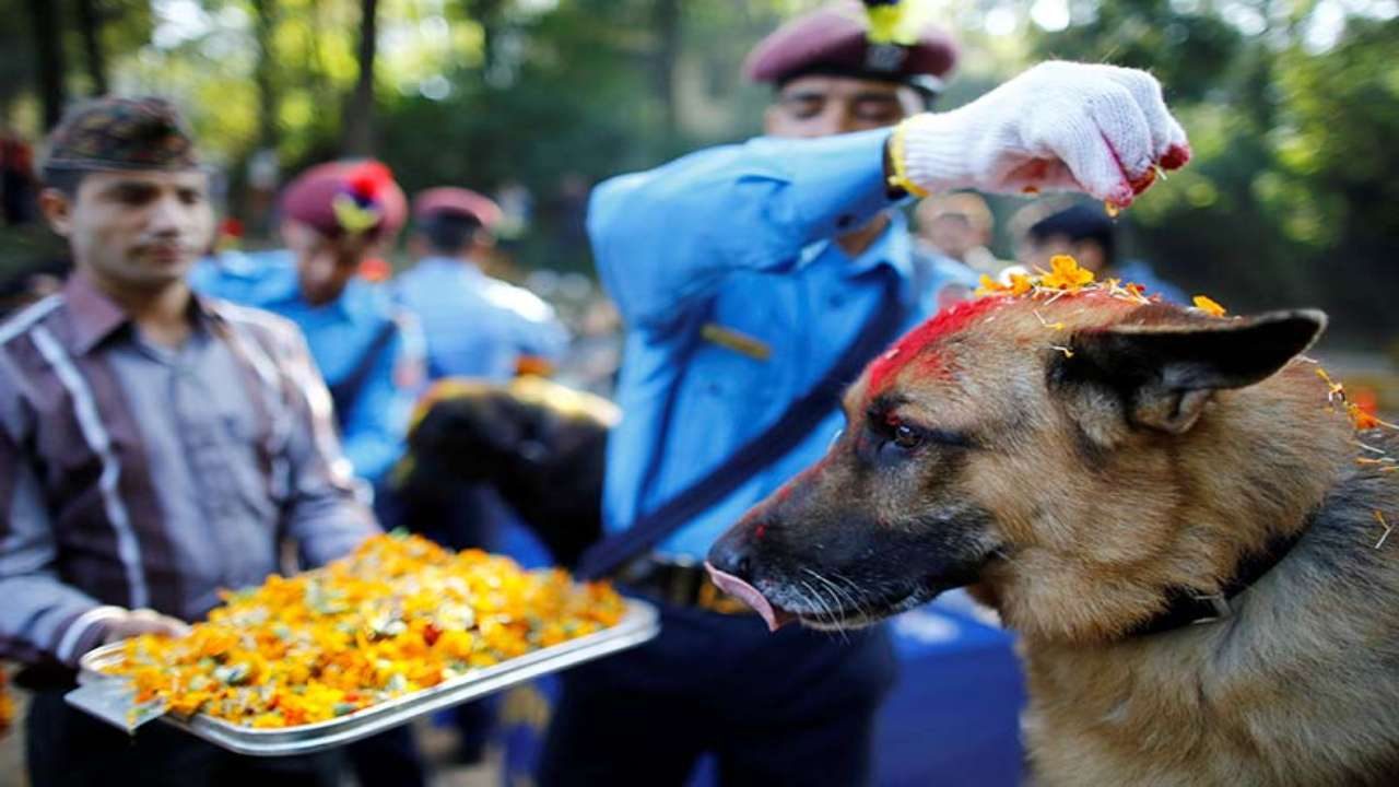 Kukur Tihar Here’s everything about dog puja festival in Nepal on
